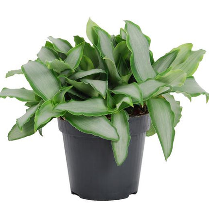 Murdannia Loriformus 'Bright Star' - Ø12cm - ↕20cm