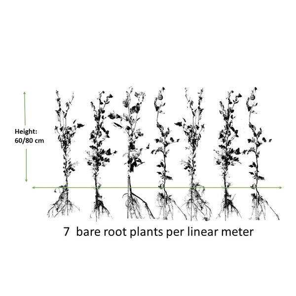 Fagus Sylvatica - Beukenhaag - Blote wortel - ↕60-80cm - 25x