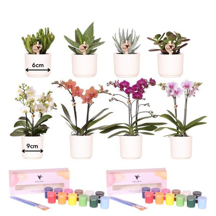Kolibri Creatives | Malersæt til maling af 8 blomsterpotter + orkideer og sukkulenter | til minimum 4 personer | Kreativ visionær
