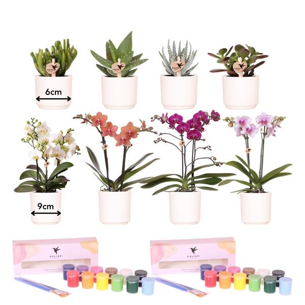 Kolibri Creatives | Kit per dipingere 8 vasi di fiori + orchidee e piante grasse | per un minimo di 4 persone | Visionario creativo