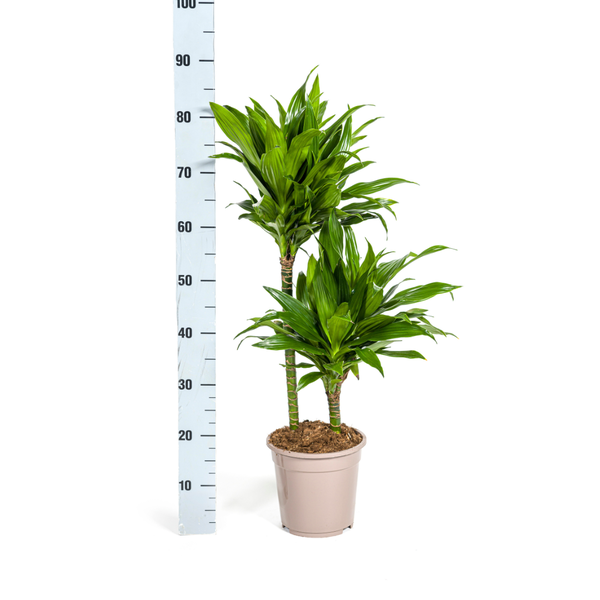 Dracaena Deremensis Green Jewel - ↕80cm - Ø19cm