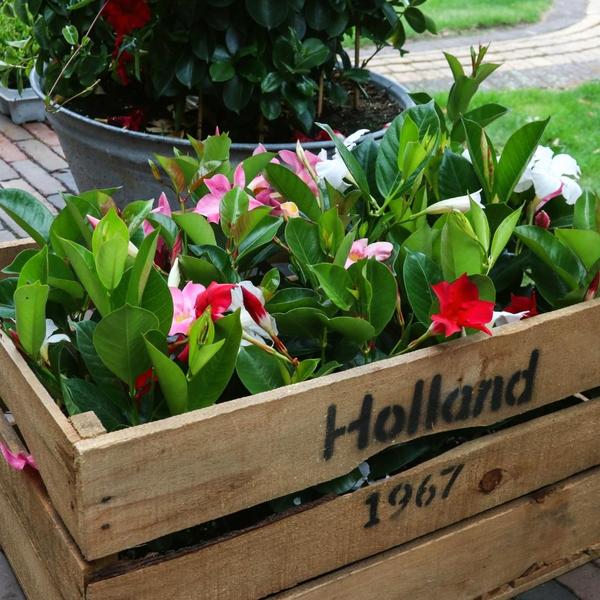 Dipladenia Mix - 2 x Mandevilla pink - 2 x Mandevilla white - 2 x Mandevilla red - ↕25cm - Ø12cm