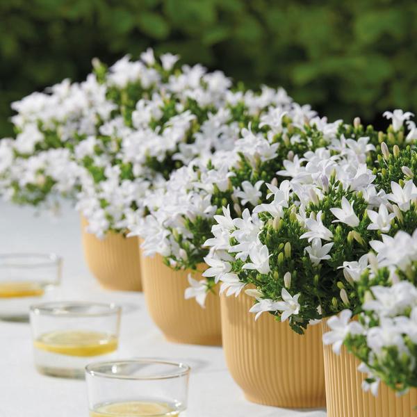 Campanula Addenda - Klokjesbloem wit Ø12cm - 2m2 bodembedekker - 12 stuks - Ambella white - tuinplanten - winterhard