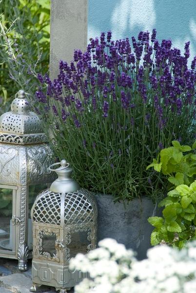 Lavandula 'Hidcote' - ↕10-25cm - Ø9cm - Lavendel - Borderplant - 6x