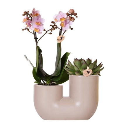 Roze orchidee set Andorra en Succulent in Tube sierpot Sand - Ø9cm - Bloeiende kamerplant - Kolibri Orchids