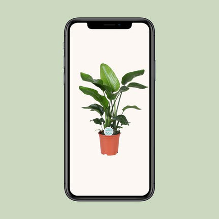 Strelitzia Nicolai - Paradijsvogelplant - ↕80cm - Ø21cm