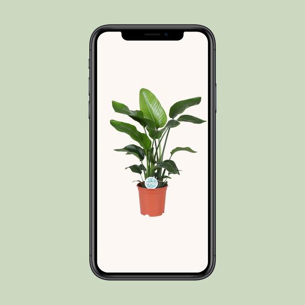 Strelitzia Nicolai - Paradijsvogelplant - ↕80cm - Ø21cm