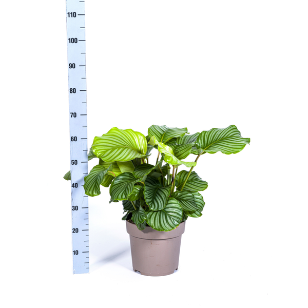 Calathea Orbifolia - ↕80cm - Ø27cm
