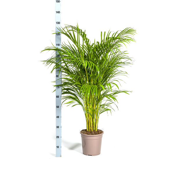 Areca Palm (Dypsis Lutescens) - Goudpalm - ↕140cm - Ø24cm