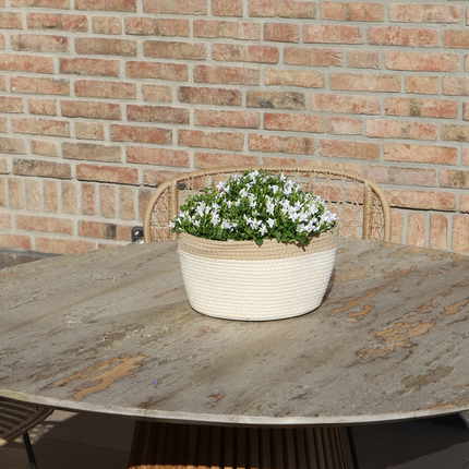 Campanula Addenda Ambella blanca - Maceta de algodón con campanilla y sistema de riego - 3 piezas - Campanilla blanca - Ø12cm - Interior y exterior