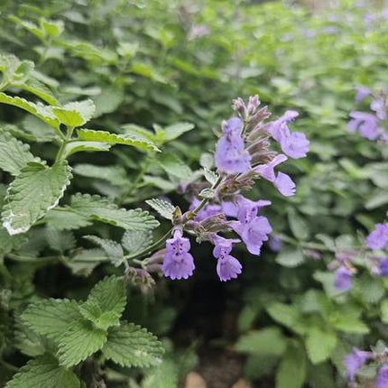 Nepeta 'Walker's Low' - Kattenkruid - ↕10-25cm - Ø9cm - Borderplant - 60x