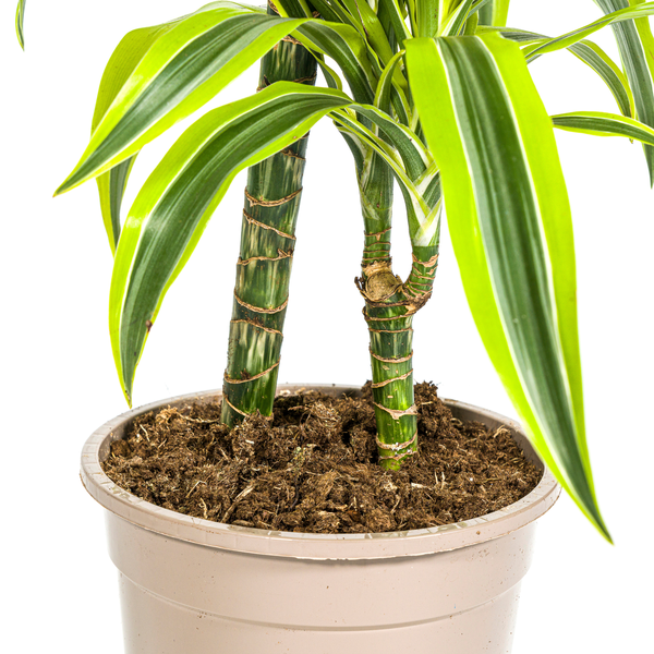Dracaena Deremensis Lemon Lime - ↕80cm - Ø19cm