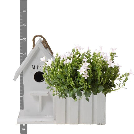 Campanule blanche Addenda Ambella | Campanule blanche en pot décoratif/nichoir en bois - Ø12cm - vivace - rustique