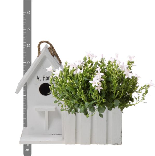 Campanula Addenda Ambella white | Klokjesbloem wit in houten sierpot / vogelhuisje - Ø12cm - vaste plant - winterhard