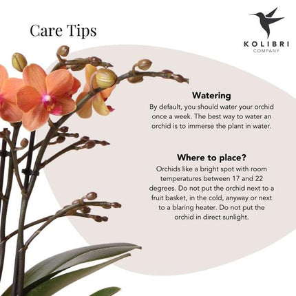 Orange Phalaenopsis orchid - Mineral Bolzano + Safari pot - Ø9cm - Flowering houseplant