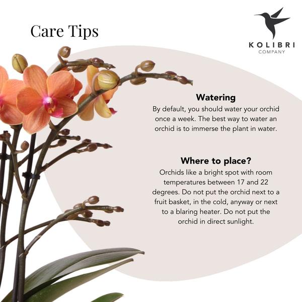 Orange Phalaenopsis orchid - Mineral Bolzano + Safari pot - Ø9cm - Flowering houseplant