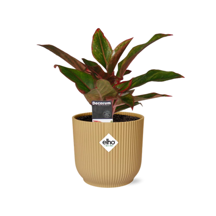 Aglaonema Crete - in yellow elho Vibes Fold - ↕25cm - Ø14cm