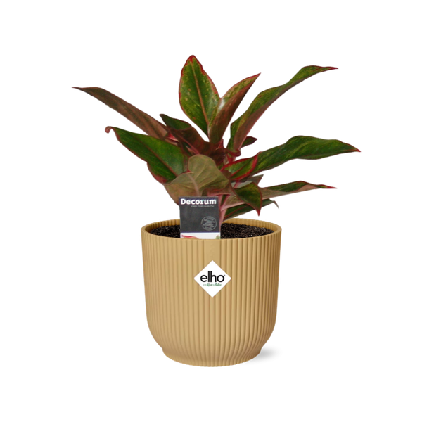 Aglaonema Crete - in gele elho Vibes Fold - ↕25cm - Ø14cm