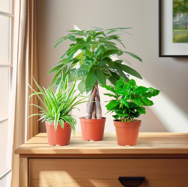 Diervriendelijke Plantenbox - klein - zonder sierpot - Ø12cm