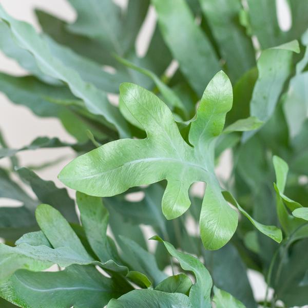 Phlebodium Aureum 'Blue Star' - Blauwvaren - met Mand Lissabon wit - ↕40cm - Ø17cm