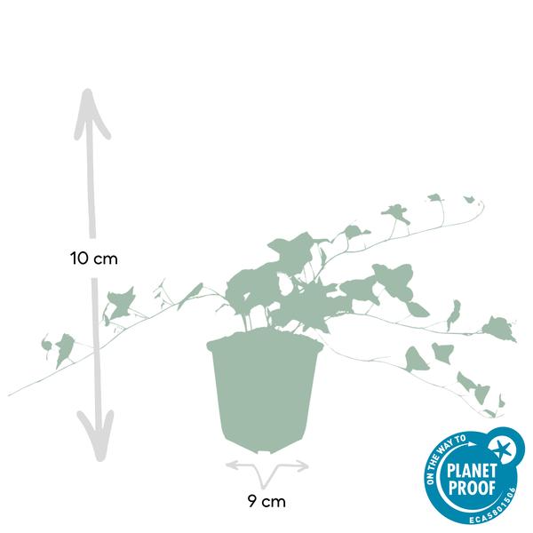 Hedera Helix 'Glacier' - ↕10-25cm - Ø9cm - Klimop - Bodembedekker - 12x