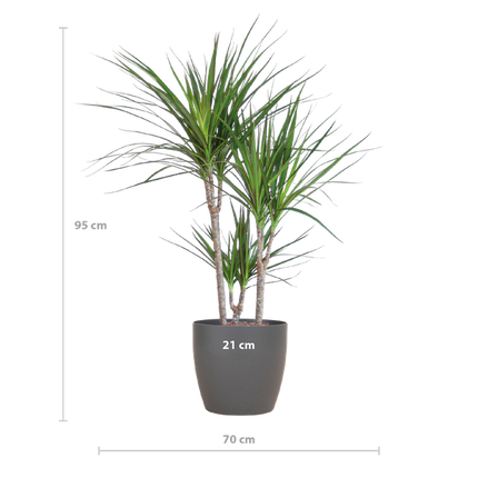 Dracaena Marginata - Drageplante - med Viber potte grå - ↕95cm - Ø21cm