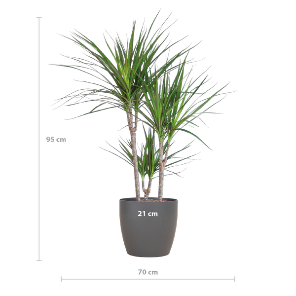 Dracaena Marginata - met Viber pot grijs - ↕95cm - Ø21cm - Drakenplant