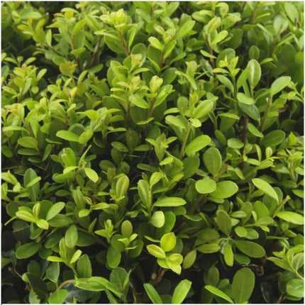 Ilex crenata 'Jenny' - ↕15cm - Ø7cm - 12x