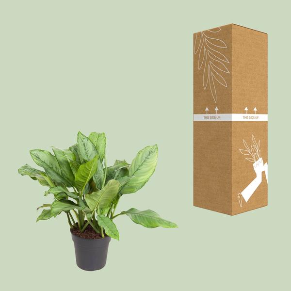 Aglaonema B.J, Freedman - ↕70cm - Ø24cm
