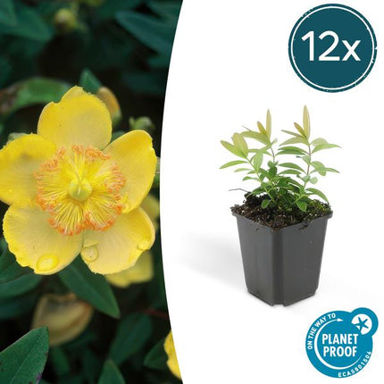 Johanniskraut (Hypericum calycinum) – ↕10–25 cm – Ø9 cm – Hirschheu – Bodendecker – 12 Stück