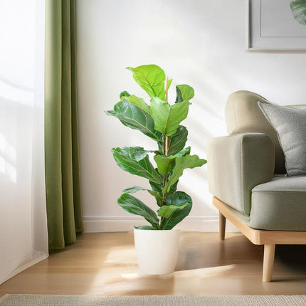 Ficus Lyrata met Viber pot wit - ↕80cm - Ø21cm