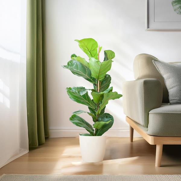 Ficus Lyrata met Viber pot wit - ↕80cm - Ø21cm