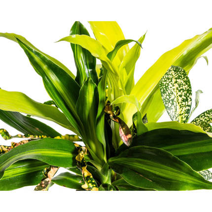 Dracaena mix Combo - ↕60cm - Ø17cm