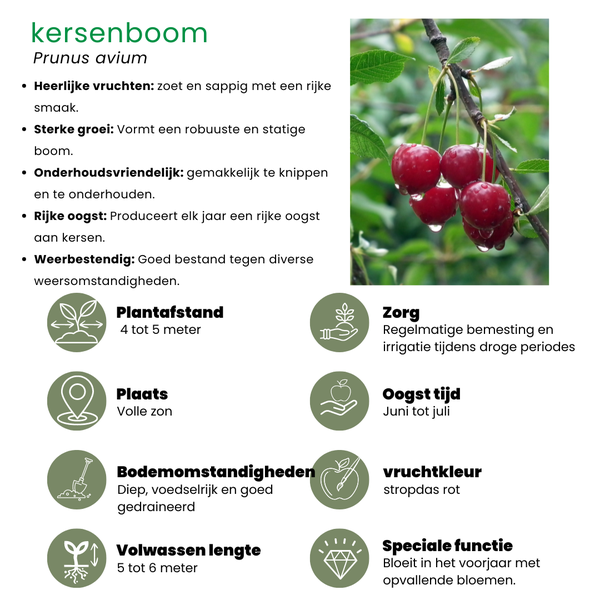Kersenboom Biologisch - Prunus Avium - ↕60cm - Ø20cm - 1x