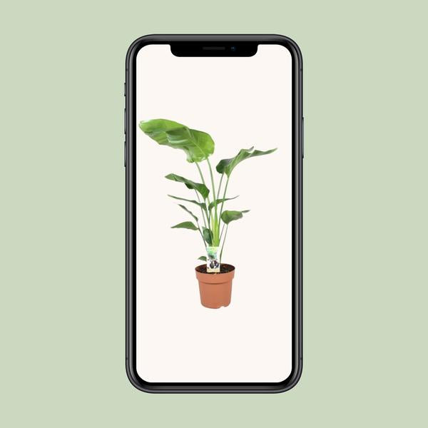 Strelitzia Nicolai - Paradijsvogelplant - ↕90cm - Ø21cm