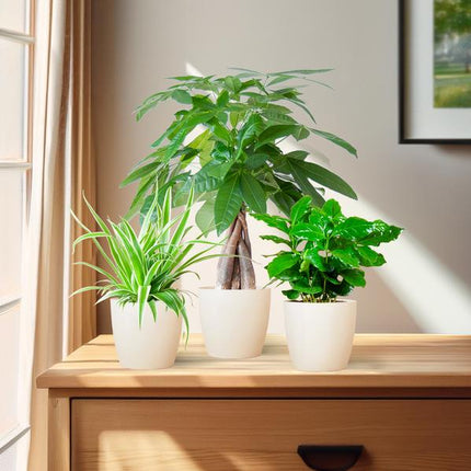 Pet-friendly Plant Box - small - with decorative pot Viber White - Ø12cm