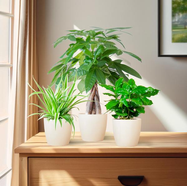 Diervriendelijke Plantenbox - klein - met sierpot Viber Wit - Ø12cm
