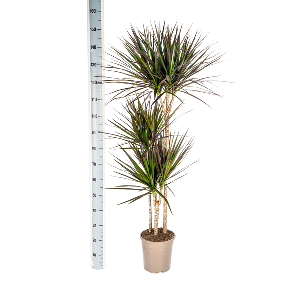 Dracaena Marginata Magenta - ↕140cm - Ø24cm - Drakenplant