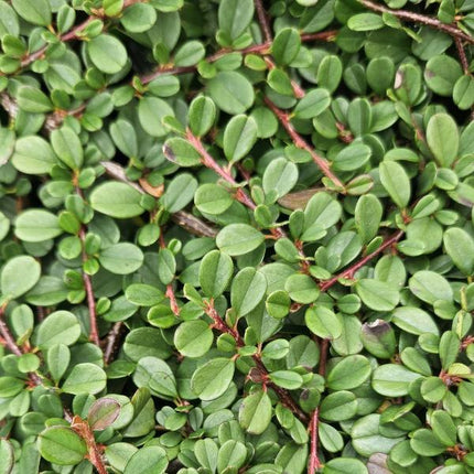 Cotoneaster Procumbens 'Streib's Findling' - Creeping dwarf medlar - ↕10-25cm - Ø9cm - 12x