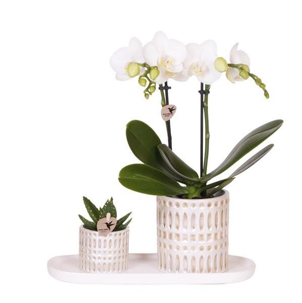 Kolibri Company | Set di piante Le Chic piccolo | Orchidea Phalaenopsis Amabilis bianca e succulenta, inclusi vasi decorativi in ​​ceramica su vassoio organico color crema