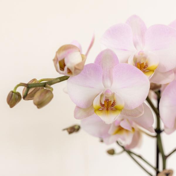 Roze plantenset in Cotton Basket incl. waterreservoir | drie roze orchideeën en drie groene planten | Field Bouquet roze met zelfvoorzienend waterreservoir