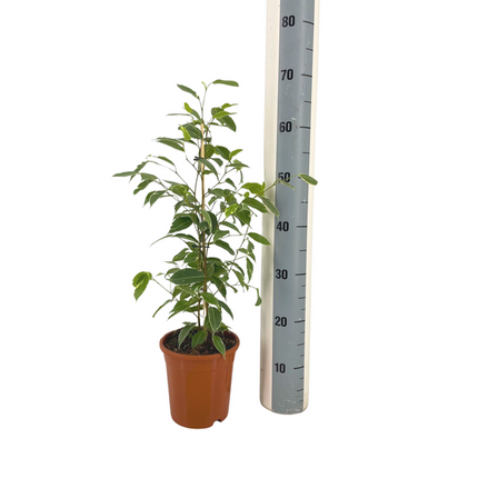 Ficus Benjamina Golden King - ↕70cm - Ø17cm