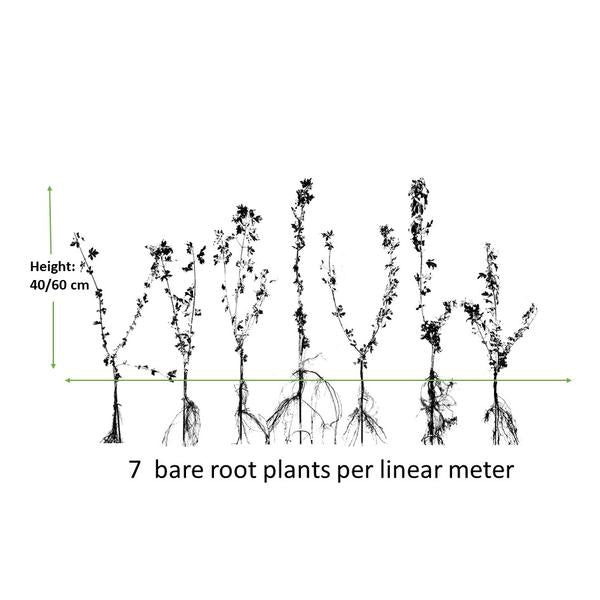 Acer Campestre - Veldesdoorn - blote wortel - ↕40-60cm - 25x