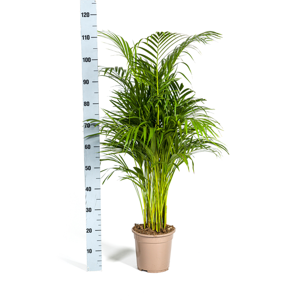 Areca Palm (Dypsis Lutescens) - Goudpalm - ↕110cm - Ø21cm