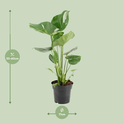 Monstera Deliciosa - ↕60cm - Ø17cm - Hole plant