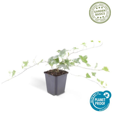 Hedera Helix 'Glacier' - ↕10-25cm - Ø9cm - Klimop - Bodembedekker - 12x