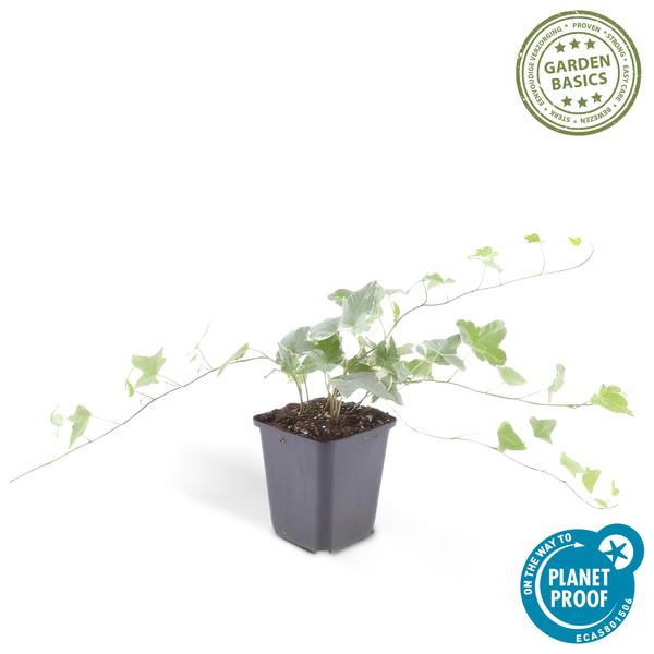 Hedera Helix 'Glacier' - ↕10-25cm - Ø9cm - Klimop - Bodembedekker - 12x