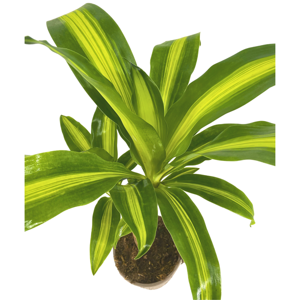 Dracaena Fragrans Massangeana - ↕65cm - Ø17cm - Drakenplant