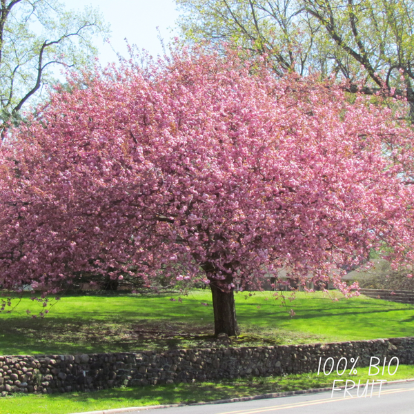 Kersenboom Biologisch - Prunus Avium - ↕60cm - Ø20cm - 1x