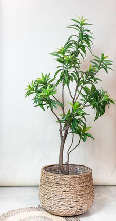 Sztuczna dracena - Smocze drzewo - ↕190 cm - Ø17 cm